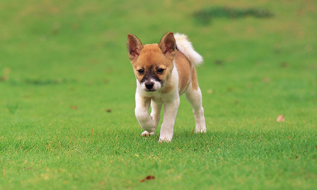 西双版纳叮叮宠物商业计划书案例